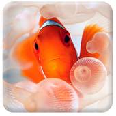 Clown Fish Live Wallpaper 1.0