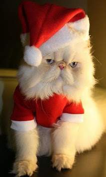 Christmas Cats wallpaper screenshot 2
