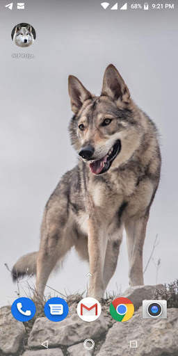 Free Wolf Wallpapers HD screenshot 16