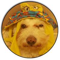 Dog taC Dog