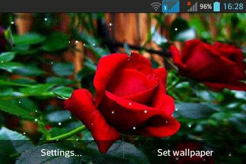 Rose screenshot 3
