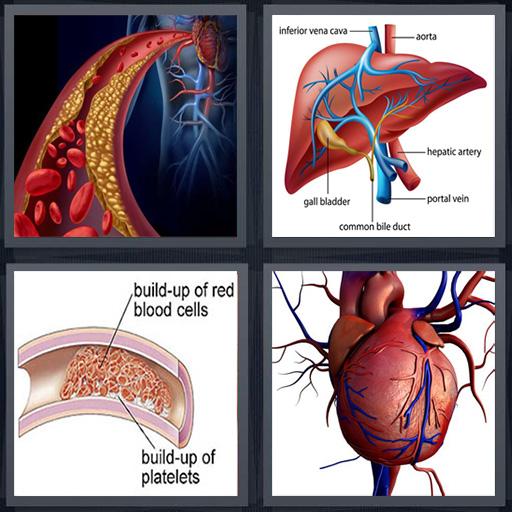Blood Disease &amp; Treatment icon
