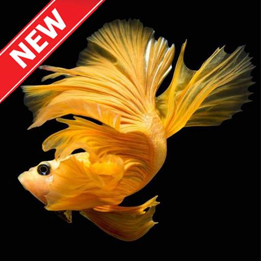 Wallpaper Ikan Cupang 1.0