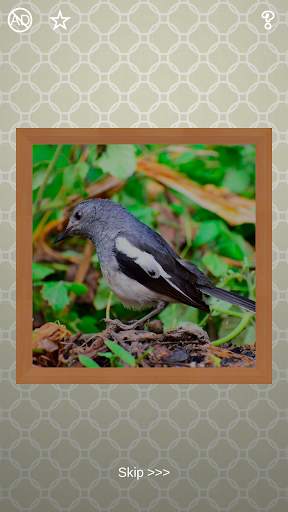 Birds Puzzles - 100 Pictures screenshot 8