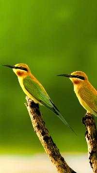 Beautiful Birds Wallpapers HD2 screenshot 17
