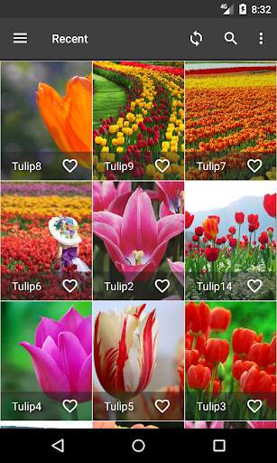 Tulips Wallpapers screenshot 1