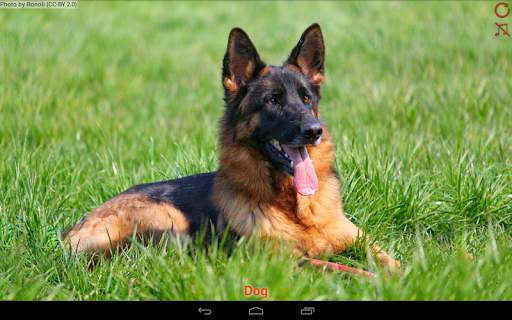 Domestic animals for kids screenshot 10