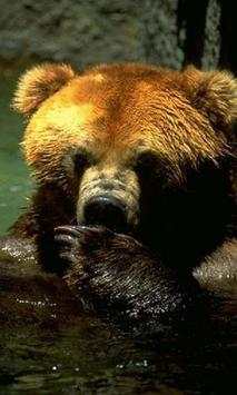 Brown Bear Jigsaw Puzzles screenshot 2