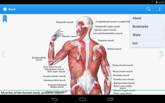 Human Anatomy I Lite screenshot 6