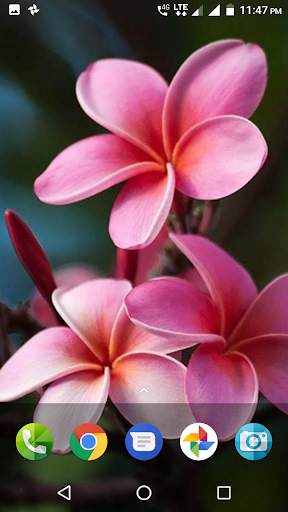 Plumeria Wallpaper screenshot 2