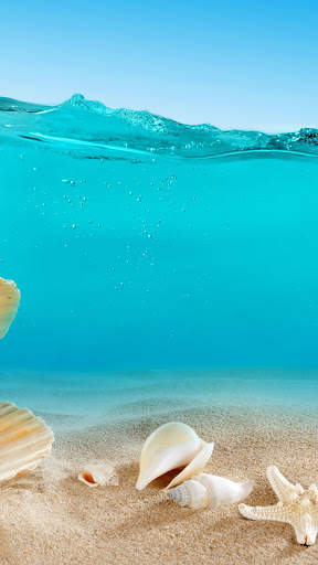 Seashell wallpaper HD screenshot 4