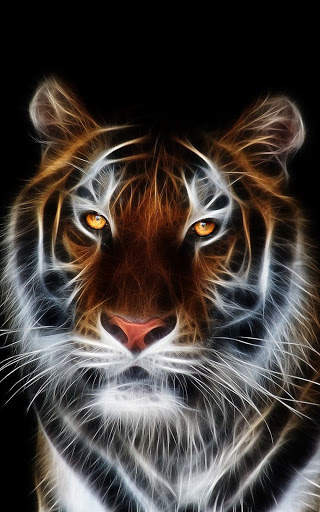 Tiger Wallpapers | hd backgrounds screenshot 2