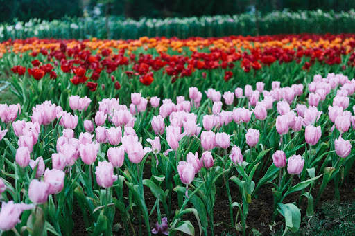 Tulips Wallpapers HD & 4k Backgrounds screenshot 17