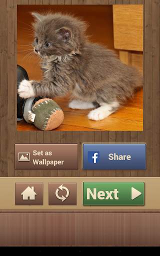 Cat Jigsaw Puzzles screenshot 16