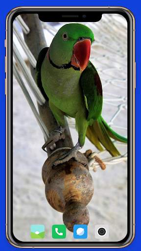 Parrot Wallpaper HD screenshot 15