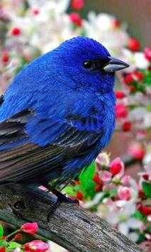 Birds Jigsaw Games Puzzle screenshot 3
