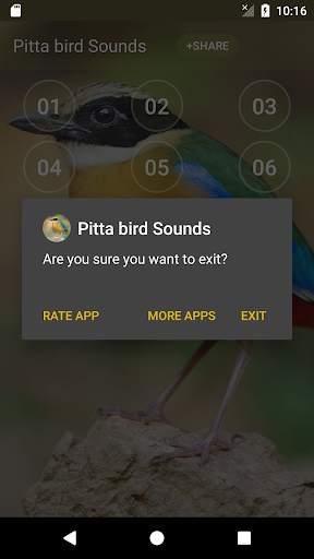 Pitta (genus) bird sound ringtones screenshot 5