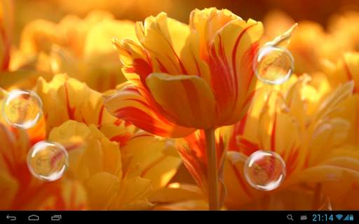 Tulips live wallpaper screenshot 5