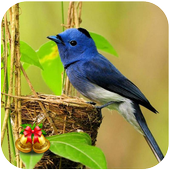 Bird Wallpaper Ringtone иконка