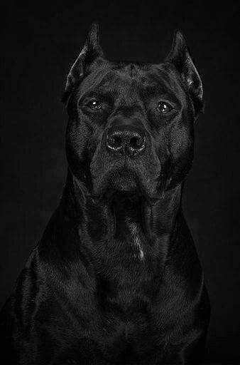 Pitbull Wallpapers HD🐶🐶 7 تصوير الشاشة