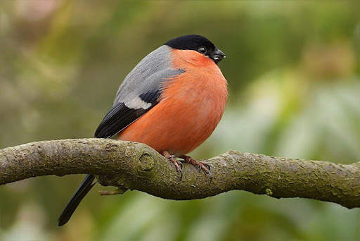 Bullfinch wallpapers screenshot 2