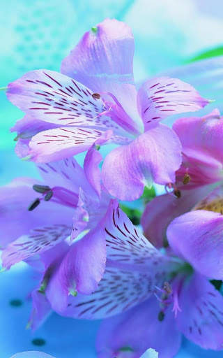 Flowers Wallpapers HD 2021 screenshot 14