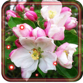 Flowers Apples LWP icon