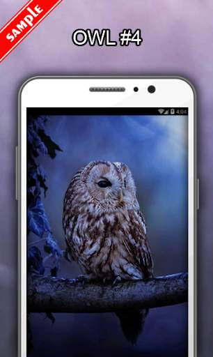 Owl Wallpapers screenshot 5