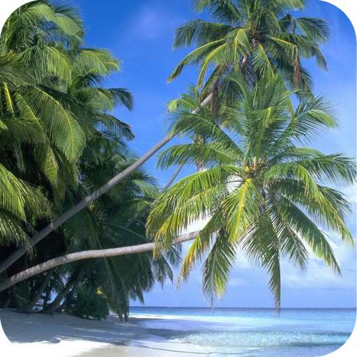 Palm Tree HD  Wallpaper 1.14