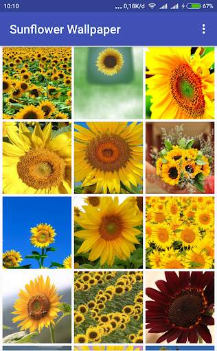 Sunflower Wallpaper screenshot 2