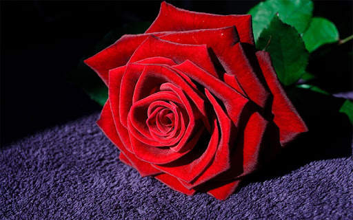 Red Rose Wallpaper screenshot 8