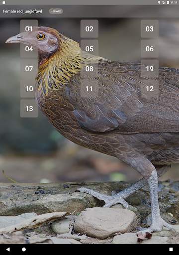 Red junglefowl Female Sound screenshot 6