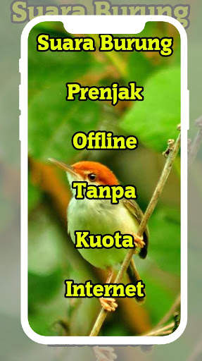 Suara Burung Prenjak Masteran dan Pancingan screenshot 5