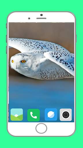 Predator Birds Full HD Wallpaper скриншот 7