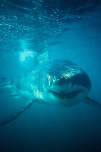 Shark Wallpapers HD screenshot 3