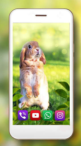 Bunny Funny HD Live Wallpaper screenshot 3