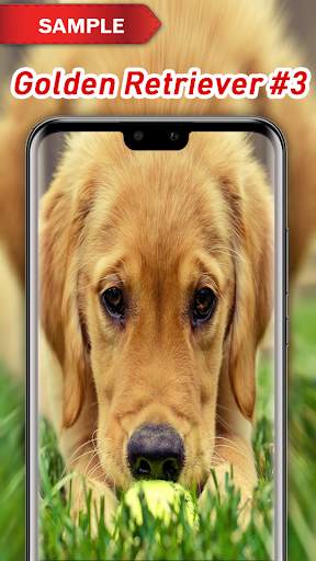 Golden Retriever Wallpaper screenshot 4