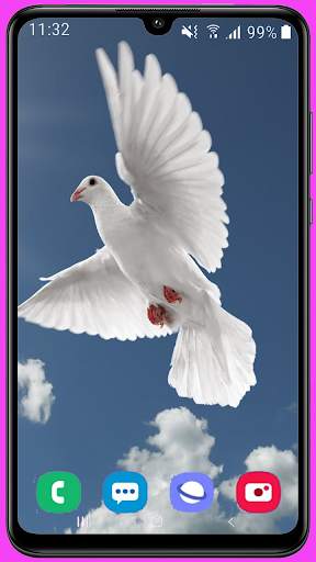 Pigeon Wallpaper Best HD screenshot 3