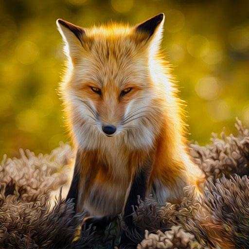 Fox Wallpapers 1.0