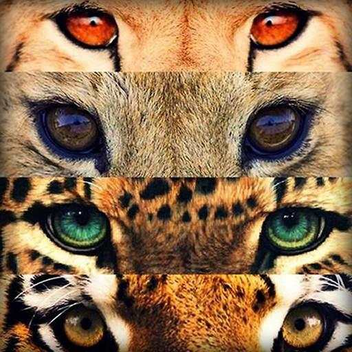 Big Cats Wallpaper 3.1
