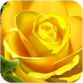 Rose Wallpaper icon