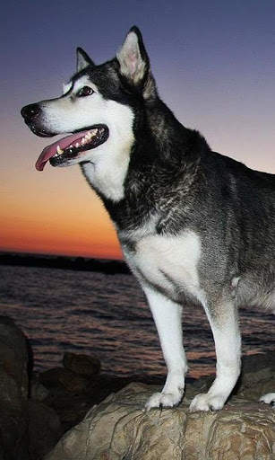 Alaskan Malamutes Puzzle screenshot 1