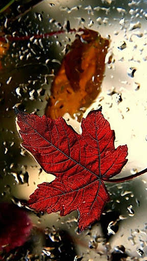 Leaf Full HD Wallpaper screenshot 4