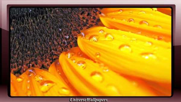 Sunflower Wallpaper screenshot 3
