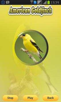 American Goldfinch screenshot 2