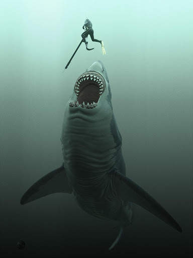 Shark Wallpapers HD screenshot 4