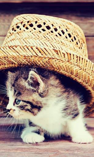 Cute Cats Live Wallpaper (backgrounds & themes) screenshot 2