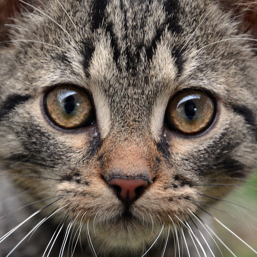 Cat Years icon