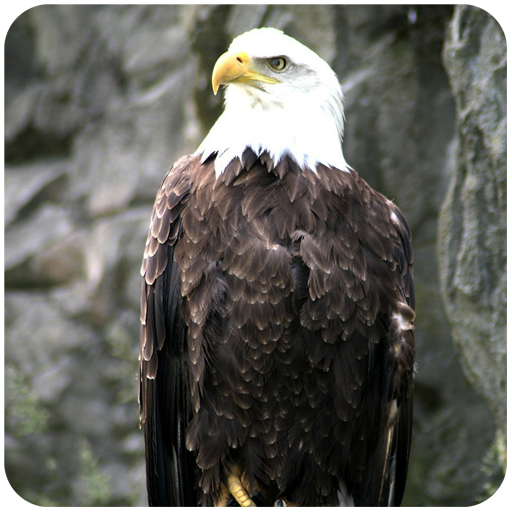 Eagle Bird sim Flight icon