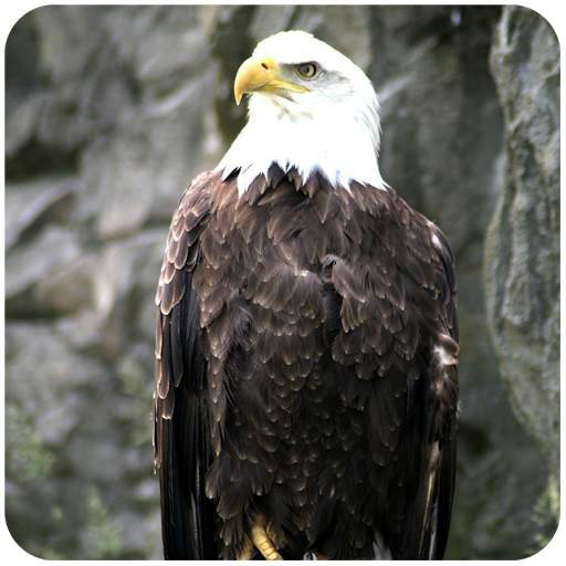 Eagle Bird sim Flight 1.5
